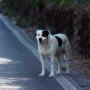 Il Comune e l'unità sanitaria locale responsabili in solido per i danni causati dai cani randagi.